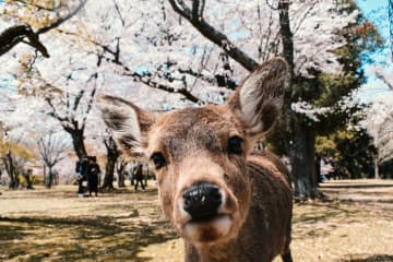 香港ニュースポータルの香港01は24日、日本旅行に関連し「品のない客による悪行8選」とする記事を掲載した。