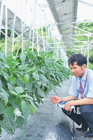 ソーラーパネルの下でピーマンを栽培するコープこうべの子会社の圃場（ほじょう）（神戸市で）