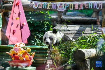 ロシアのモスクワ動物園で30日、中国から貸与されているジャイアントパンダ「如意」と「丁丁」の誕生日会が開かれた。