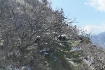 中国で「野生のパンダ遭遇」が頻繁に起きている。写真はパンダ国家公園の職員が発見した野生のパンダ2頭（ドローンで撮影、パンダ国家公園唐家河区域が提供）。