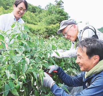 ピーマンの収穫作業を体験する清水社長（右奥）ら。山下専務（左）がこつを伝えた（２日、兵庫県豊岡市で）