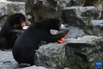 浙江省杭州市にある杭州動物園で飼育されているマレーグマは、その振る舞いがまるで人間そっくりであることから、ネット上で人気が沸騰した。