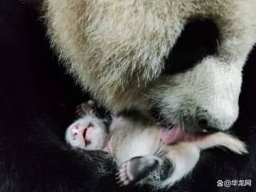 重慶動物園は6日、ジャイアントパンダの「莽仔」が7月6日に体重191グラムのオスの赤ちゃんを出産したことを明らかにした。