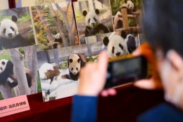 パンダファン約200人が東京中国文化センターを訪問し、上野動物園で暮らしているオスのパンダ「リーリー」の18歳の誕生日を祝った。