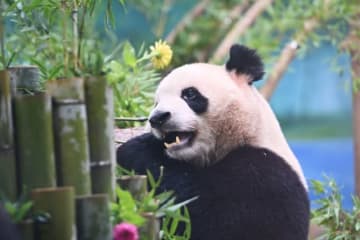 杭州動物園に新しいジャイアントパンダ館がオープンし、2頭のパンダが新しい「館主」にも就任した。