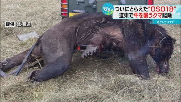 “やせた状態”だった　強い警戒心　牛を襲った忍者グマ「ＯＳＯ１８」駆除　地元は一安心