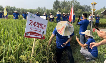 中国の高温に強い稲の研究に新たな進展があった。