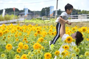 ヒマワリを楽しむ親子=筑西市宮山