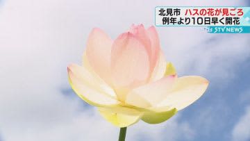 ハスの花が見ごろ　８月末まで　北見市