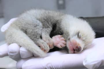 提供：静岡市立日本平動物園　レッサーパンダの赤ちゃん（7月18日撮影）