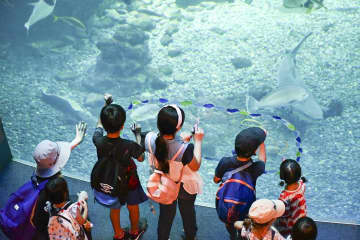 新江ノ島水族館で今夏、人気を集める「フィンズ」。水槽に見たい魚の絵を描くと、ダイバーがその魚を紹介してくれる（同館提供）