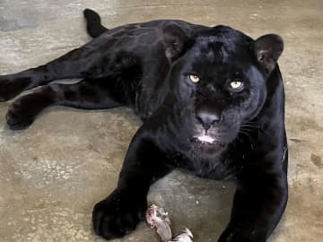 小春　提供：静岡市立日本平動物園