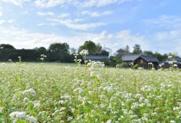 秋空の下で咲き誇る白いソバの花=常陸太田市中利員町