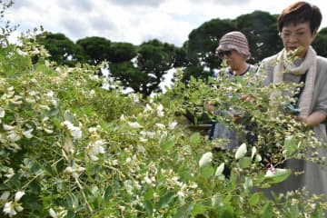 白萩を楽しむ来場者=水戸市常磐町