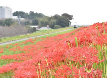 見頃を迎えた利根川堤防のヒガンバナ=利根町布川