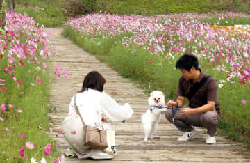 コスモスが咲く花の駅せらで、愛犬と写真を撮る観光客