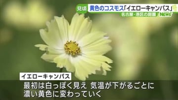 メ～テレ（名古屋テレビ）