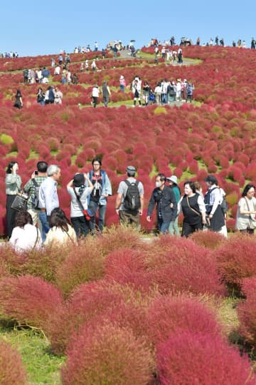 風になびく赤く紅葉したコキア=20日午前、ひたちなか市馬渡