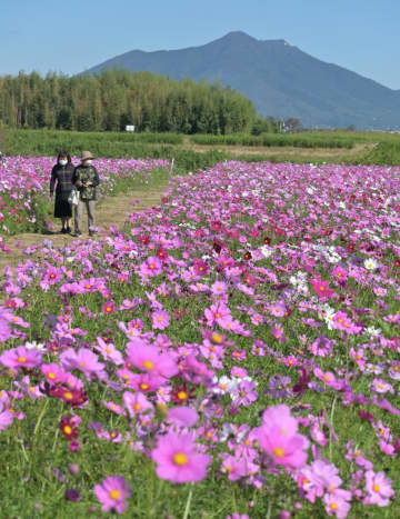 筑波山を背景に見頃を迎えたコスモス=下妻市堀篭