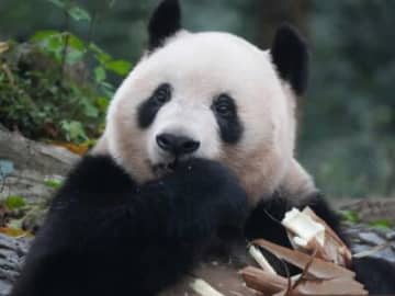 香港メディアの香港01は2日、今年2月に日本から中国に返還されたジャイアントパンダのシャンシャンが日本語に反応したと報じた。