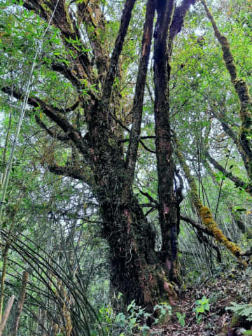中国の科学研究者が最近、雲南省臨滄瀾滄江省級自然保護区鳳慶エリアで野外調査を行った際、樹齢が1000年以上に達しているとみられるヒマラヤイチイを発見した。
