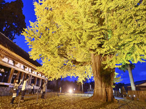 幻想的にライトアップされる大イチョウと長床＝14日午後、喜多方市・新宮熊野神社