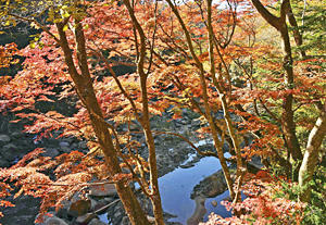紅葉が見頃を迎え、日本画のような風景に彩られている夏井川渓谷＝いわき市