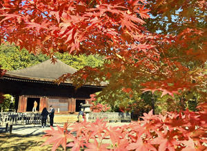 境内を色鮮やかに彩る紅葉＝20日、いわき市・白水阿弥陀堂