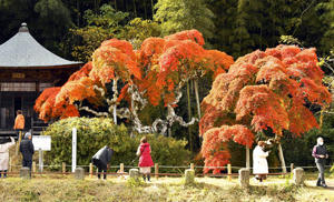 紅葉が鮮やかさを増した「中釜戸のシダレモミジ」＝いわき市渡辺町