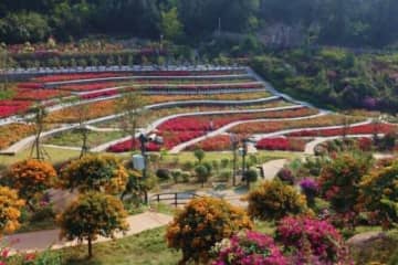 中国国家ブーゲンビリア遺伝資源バンクが福建省アモイ市園林植物園で完成し、一般公開が始まった。