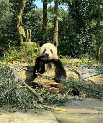 国家林業草原局によると、中国はこれまでに米国、日本、ロシアなど18の国・20の機関とジャイアントパンダ保護に関する協力研究を実施しており、国外にいるパンダは56頭に達しています。