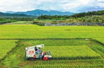 海南省三亜市はハイブリッド稲年間1ムー当たり生産量2000キロの目標を順調に達成した。
