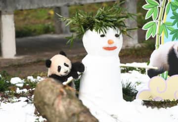 重慶動物園で、生後半年を迎えたジャイアントパンダの赤ちゃんが6日、「莽燦燦（マンツァンツァン）」と名付けられた。