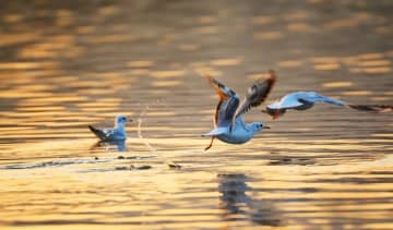 重慶市林業局はこのほど第1弾となる9つの渡り鳥移動の保護経路を画定した。