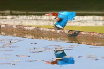 アモイ市民が最近、湖畔にある公園で非常に美しい小鳥を何回も目撃した。