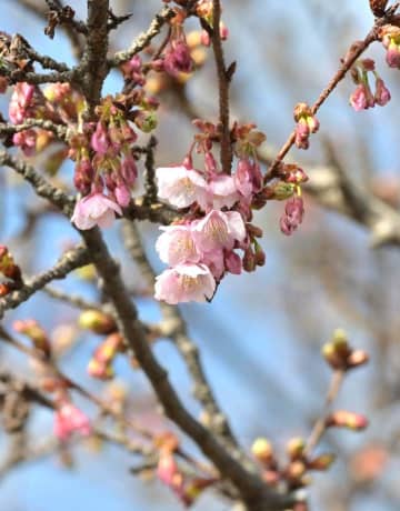 開花した「日立紅寒桜」=日立市宮田町