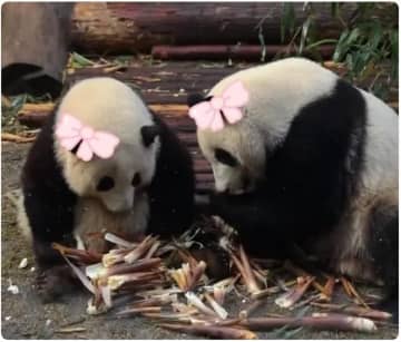 四川省成都ジャイアントパンダ繁殖研究基地は24日、同基地で飼育されているジャイアントパンダ「ホーイエ」がオスではなく、メスだったことが判明したことを明らかにした。