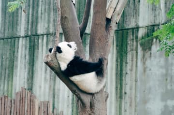 中国のジャイアントパンダ野外個体群の総数が80年代の約1100頭から現在の1900頭近くまでに増加し、世界のパンダの施設での飼育数が728頭に達したことが明らかになった。