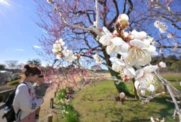 開花が進む偕楽園の早咲きの梅=30日、水戸市常磐町
