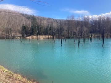青い水を湛える白金青い池（画像提供：美瑛町観光協会）