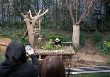 韓国のテーマパーク・エバーランドは、韓国生まれのジャイアントパンダ「フーバオ」が今年4月に中国に返還されることを先ごろ明らかにした。