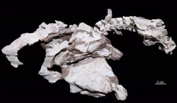 中国地質大学の准教授らが江西省会昌県の道路工事で発見された1000個以上の化石片の整理・修復を行い、この化石がアンキロサウルス亜科の新種「英良達泰竜」であることを発見した。