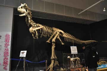 高さ約4メートルのカルノタウルスの全身骨格=坂東市大崎
