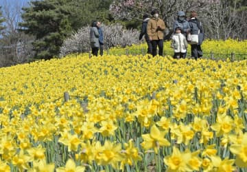 見頃を迎え、丘一面を鮮やかに染めるスイセン=ひたちなか市馬渡