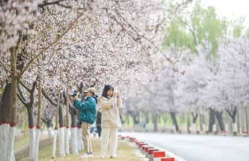 中国では春になると、花見旅行が最も人気のある観光イベントの一つになる。