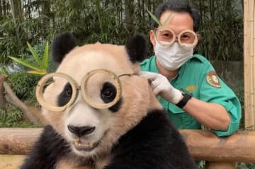 韓国の動物園で暮らす大人気のジャイアントパンダ「福宝」は4月初めに中国に帰ることになっています。