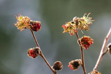 極小個体群野生植物の「銀縷梅」がこのほど、雲南省昆明市の昆明植物園で初めて花を咲かせ、植物園への移転・保護措置が初めて成功した。