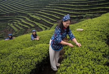 茶産業と観光の融合発展を推進　中国四川省瀘州市