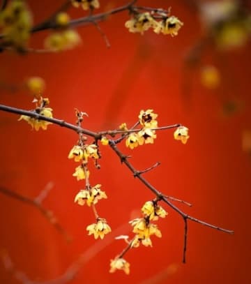 北京市の故宮でロウバイが開花し、芳香を放っている。