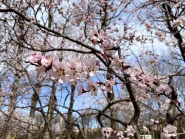 早春の花が見頃に　北京市